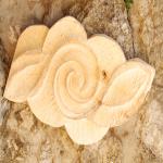 images/banners/Legno/DSC_0586.jpg